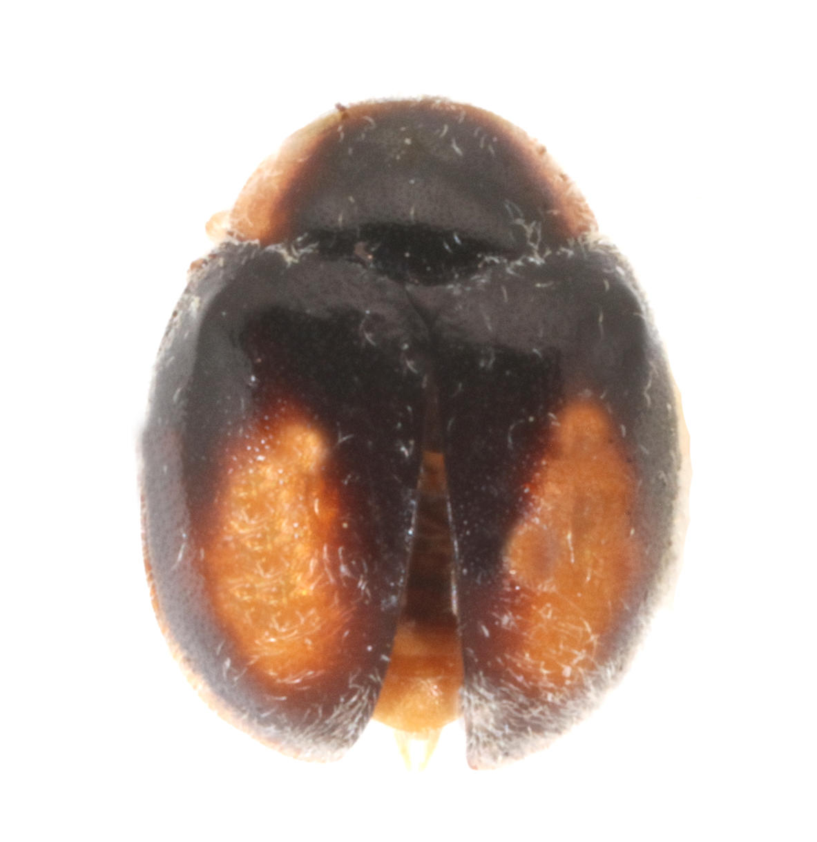 Scymnobius scalesius Floreana Island. Specimen housed in the ICCDRS collection (ICCDRS 7170). Photo: María Sol Herrera, CDF, 2024.